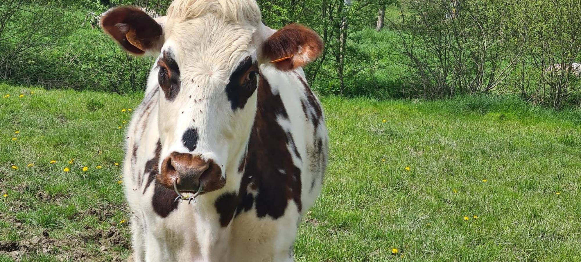 Roulotte A La Ferme Buissonniere Vila La Lande-de-Louge Exterior foto